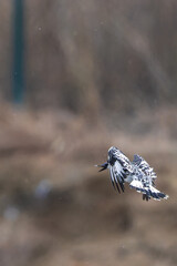 Pied Kingfisher catching fish
