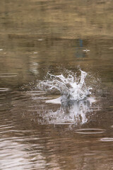 Pied Kingfisher catching fish