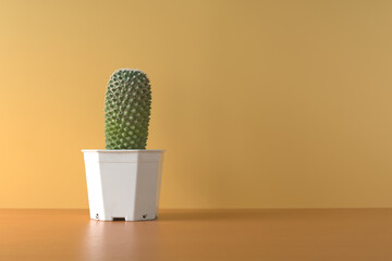 Cactus pot on wooden table and yellow wall.