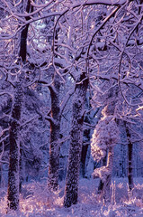 453-56 Sunrise Snow Forest - 696207220