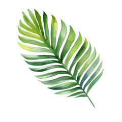 Fototapeta na wymiar Watercolor illustration of palm leaf isolated on background. PNG transparent background.