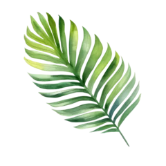 Photo sur Plexiglas Monstera Watercolor illustration of palm leaf isolated on background. PNG transparent background.