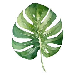 Watercolor illustration of monstera leaf isolated on background. PNG transparent background.