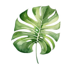 Watercolor illustration of monstera leaf isolated on background. PNG transparent background.