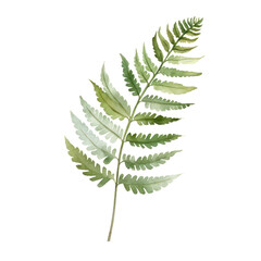 Watercolor illustration of fern leaf isolated on background. PNG transparent background. - obrazy, fototapety, plakaty