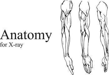 Hand drawn anatomy on white and black backgrounds. Anatomy human body connection, Vector hand drawn illustration