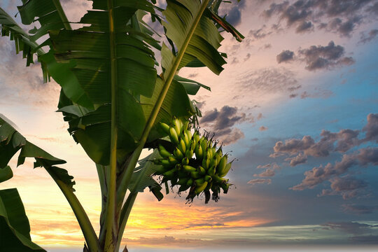 Close up of Banana tree over beautiful afternoon sky of tropical nature, Indonesia