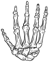 finger bones handdrawn illustration