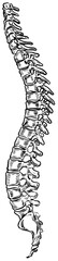 human spine handdrawn illustration