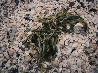 seaweed on the beach