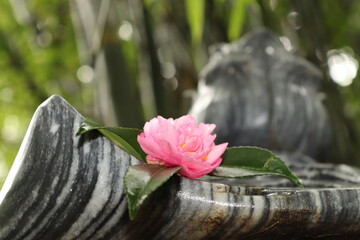 rose on a marble temple ledge
