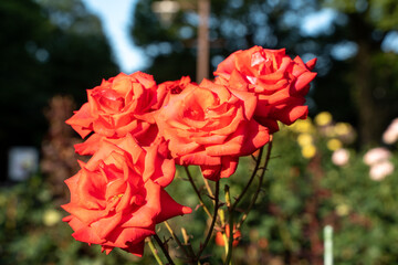 相模原北公園のバラ