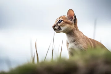 Fotobehang puma on a grassy knoll with clouds behind © Alfazet Chronicles