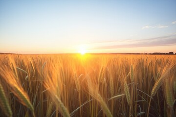 sunrise over a golden wheat field