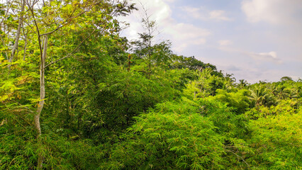 Fototapeta na wymiar Bamboo tree background in Indonesia's green bamboo forest