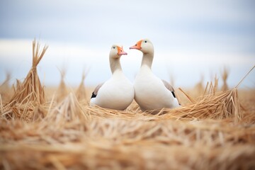 geese pair with necks crossed near a nest in field - obrazy, fototapety, plakaty