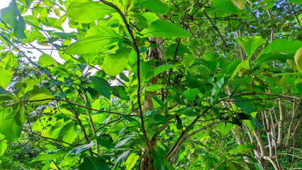 Fototapeta na wymiar green leaves from teak trees, teak forests