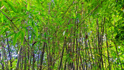 Bamboo tree background in Indonesia's green bamboo forest