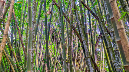 Bamboo tree background in Indonesia's green bamboo forest
