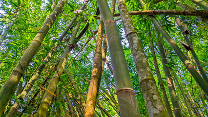 Fototapeta premium Bamboo tree background in Indonesia's green bamboo forest