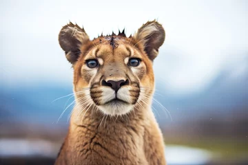 Zelfklevend Fotobehang portrait of a puma with a snow-capped mountain behind © Alfazet Chronicles