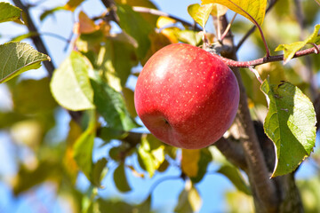リンゴ(信州・松川)