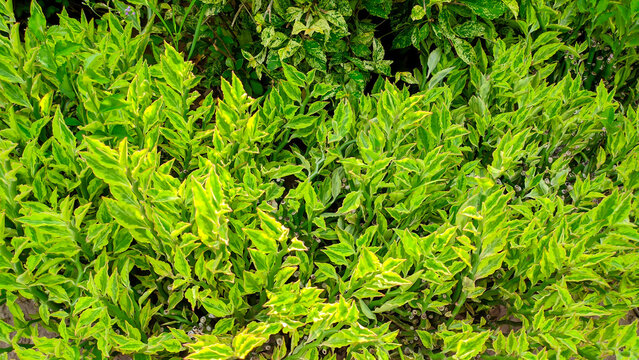 Zig Zag Devil's Backbone Pedilanthus tithymaloides ornamental plant