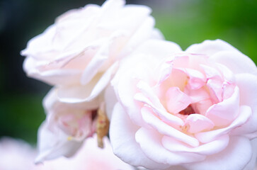 Are soft pink rose flowers with soft blurred background