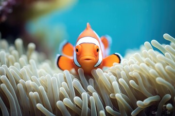 clownfish peeking from anemone in a coral reef