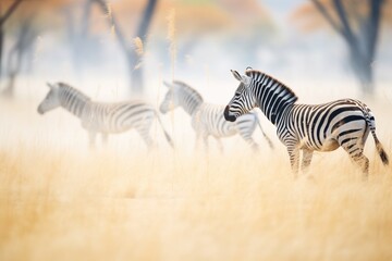 Fototapeta na wymiar zebras in a dust cloud while grazing