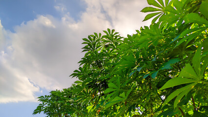 green cassava leaf blue sky background