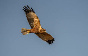 Fototapeta premium western marsh harrier in flight
