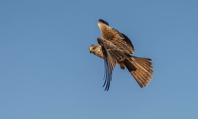 red kite looking for its next prey from the air	
