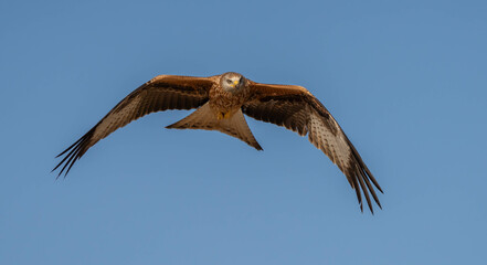 red kite looking for its next prey from the air	