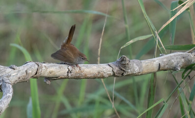 cetti's warbler on the branch always near the pond	