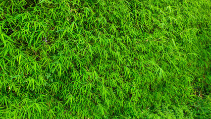 green bamboo bush plant