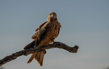 red kite on the branch