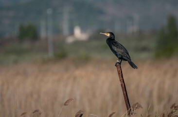 Cormorant perched on a rusty iron in the marsh