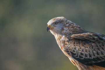 red kite portrait