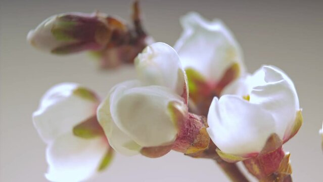 Timelapse with blooming white buds on a branch of almonds on a light background. Background concept for congratulations on the holiday