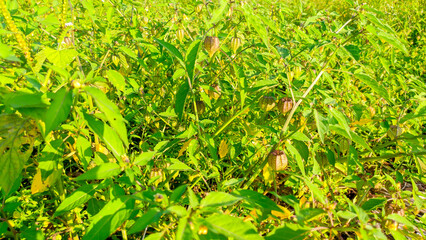 green ciplukan or Physalis plants