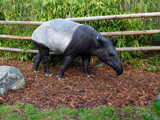 Closeup of a Malayan Tapir (Tapirus indicus, also called Asian Tapir) in Lyon zoo's Asian Forest area in Tete d'Or park, France