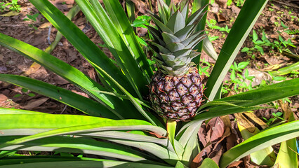 green pineapple tropical plant