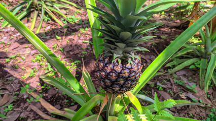green pineapple tropical plant