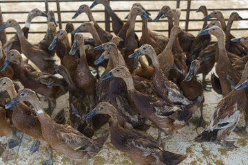 Group of ducks walking in a ranch farm house.