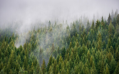 Thick Green Forest at The Mount Hood National Forest
