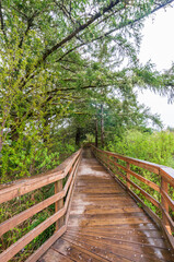 Fototapeta premium Fort to Sea Trail at Lewis and Clark National and State Historical Parks