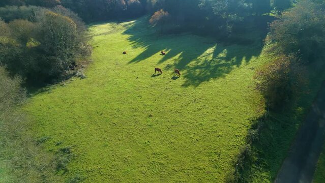 Cows Grazing Over Green Pasture Land In Zas, La Coruna, Galicia, Spain. Aerial Pullback Shot