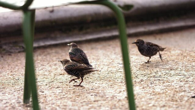 Slow motion footage of little black birds at a fountain running away from a person that is shooing them.