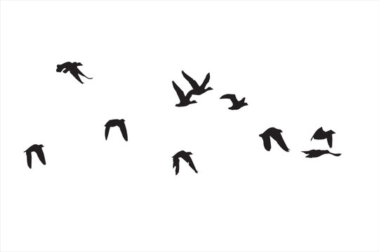 Birds flying with a natural distribution. Vector images. White background. 